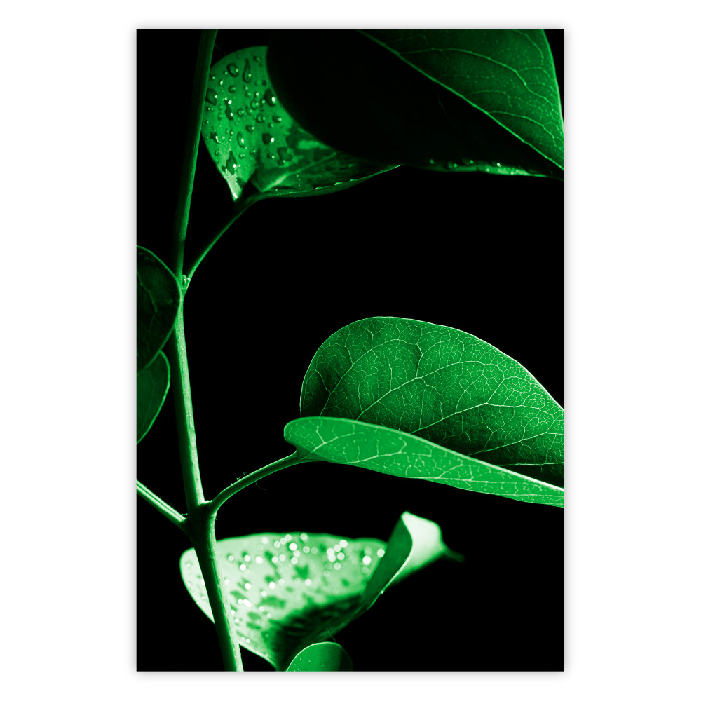 Plant in Black [Poster]