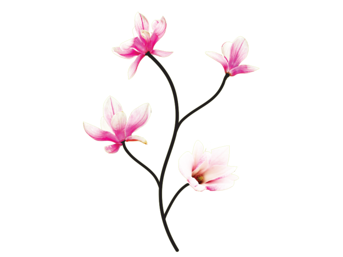 adesivo da muro fiori magnolia