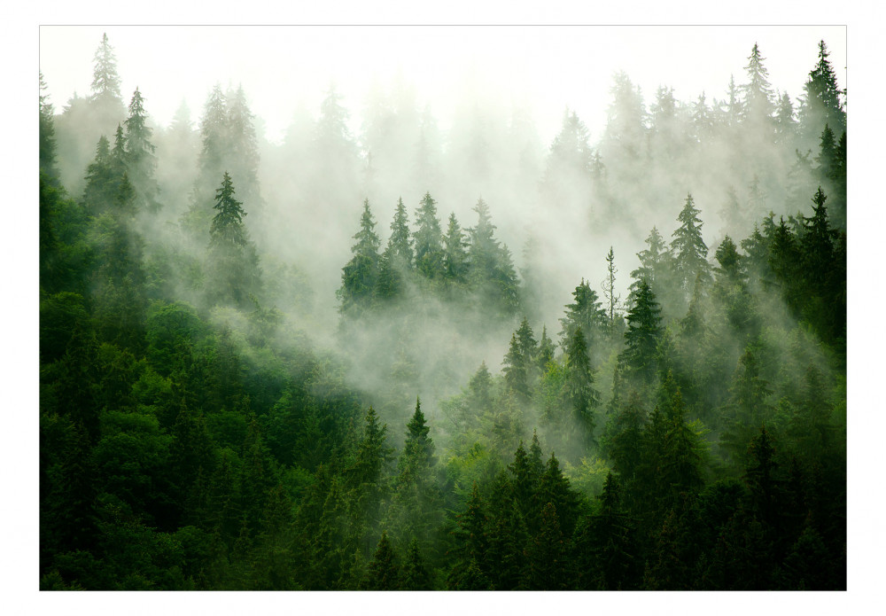 carta da parati foresta