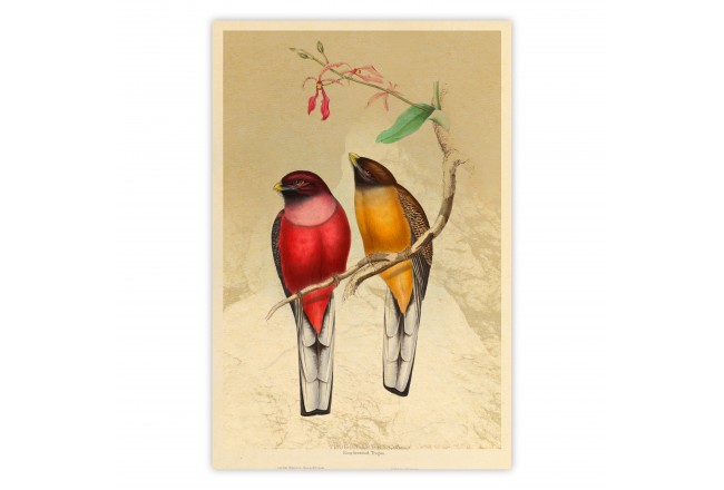 poster uccelli sul ramo
