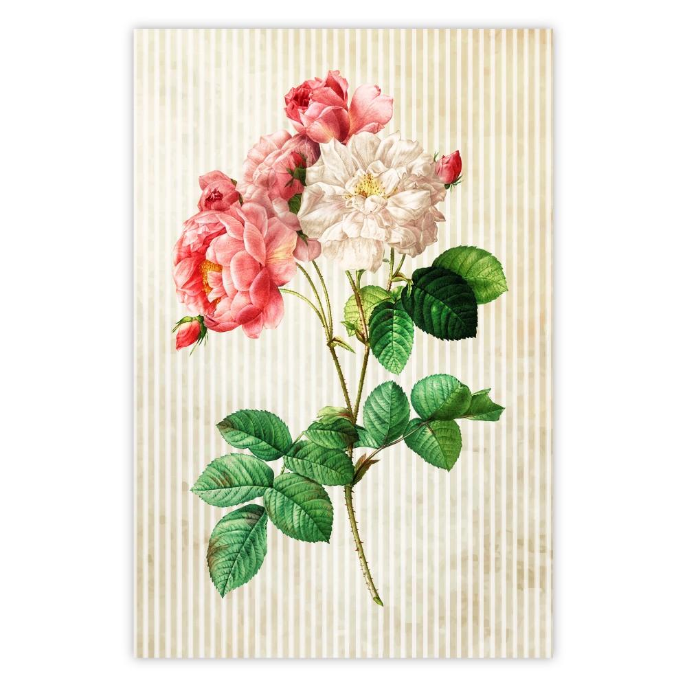 poster rosa celeste