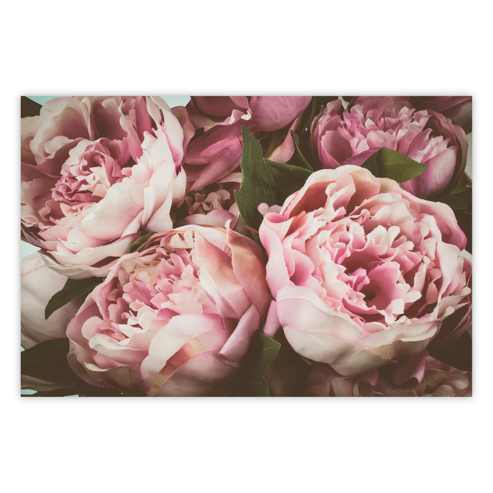 poster peonie
