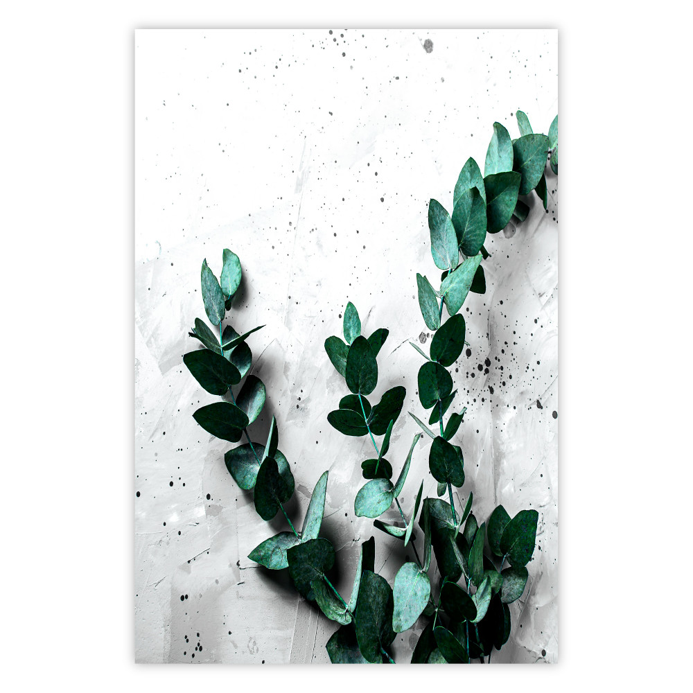 poster eucalipto