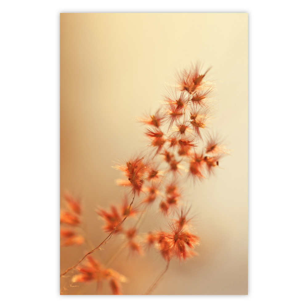 poster erba