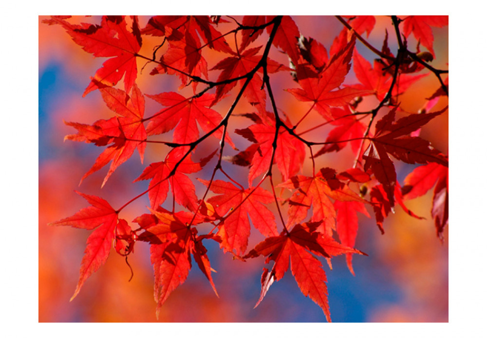 carta da parati foglie d'autunno