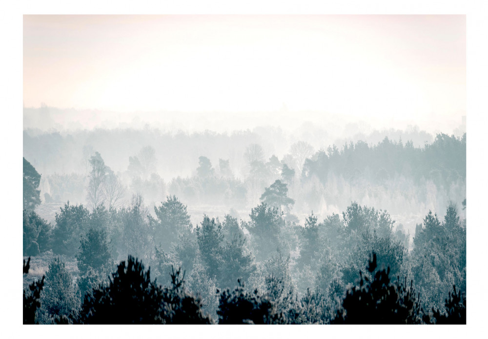Winter Forest
