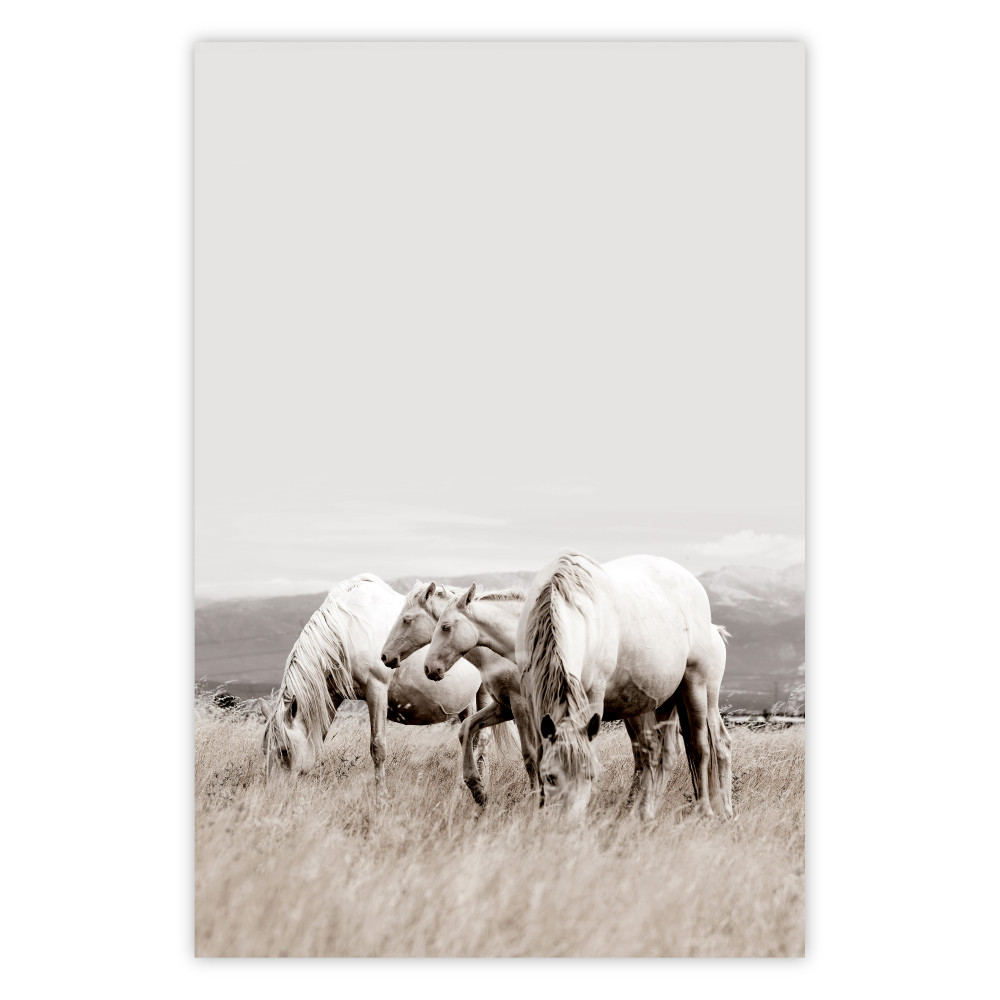 poster cavalli