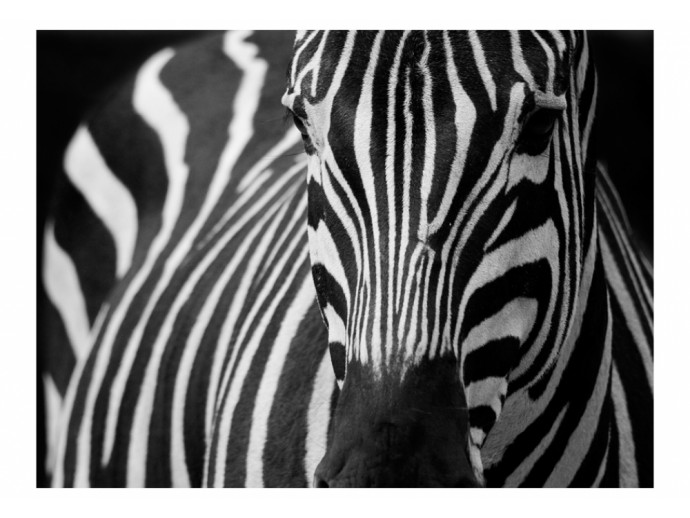 carta da parati in bianco e nero zebra