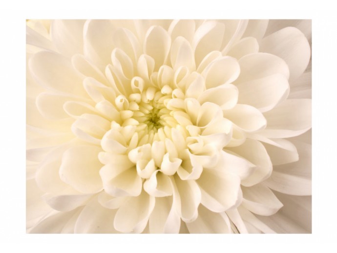 fotomurale fiori dalia bianca