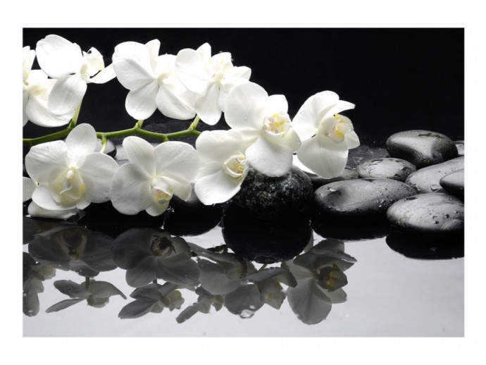 carta da parati sassi fiori orchidee