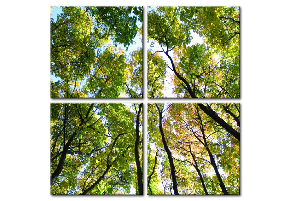 quadro verde foresta alberi natura