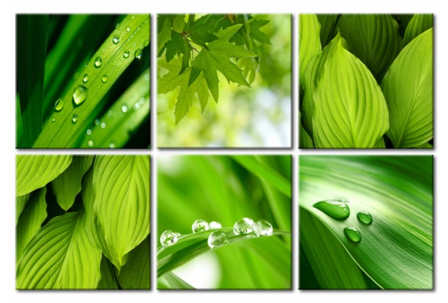 quadro verde foglie natura