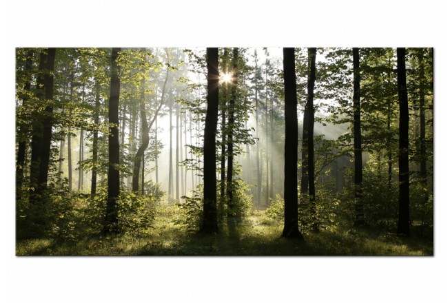 quadro verde foresta natura