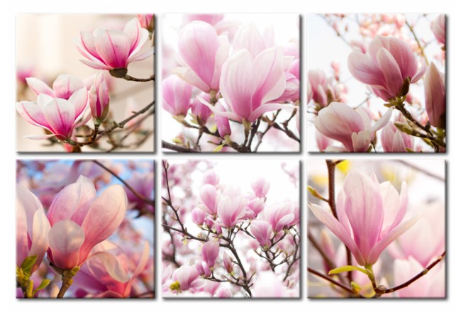 quadro fiori magnolia