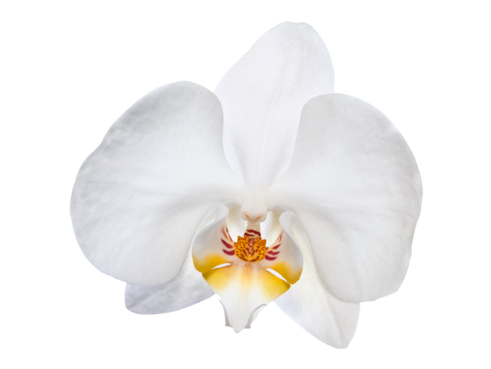 adesivo murale orchidea bianca