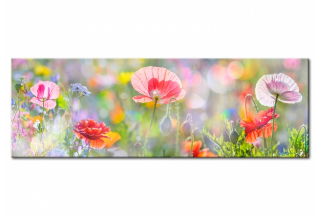 quadro fiori papaveri prato