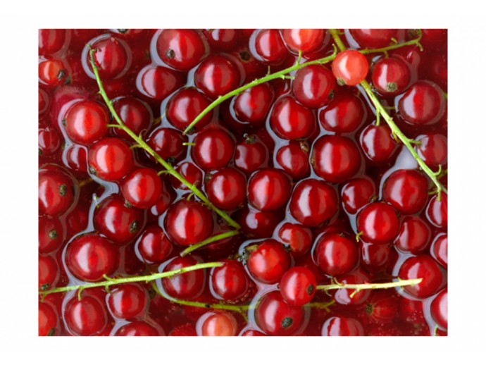 carta da parati per cucina sala da pranzo frutta ribes