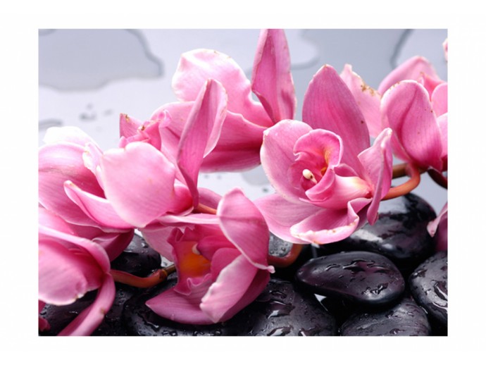 carta da parati rosa orchidea fiori sassi natura