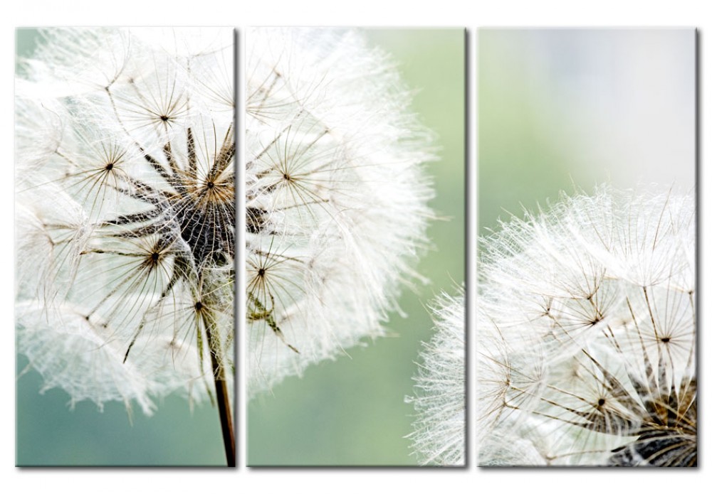 Fluffy Dandelions [Glass]