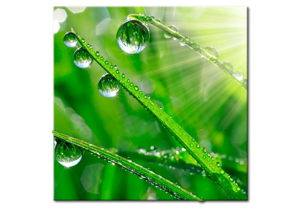 Dew on the Grass [Glass]